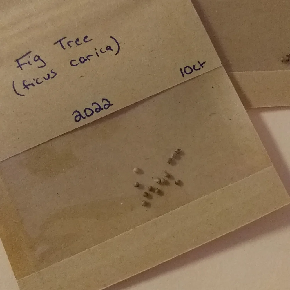 Fig Tree Seeds - Picture 4 of 4